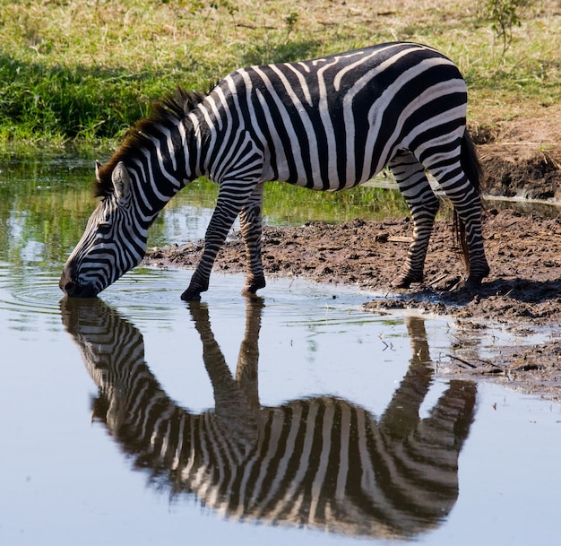 Eine Gruppe von Zebras trinkt Wasser aus dem Fluss. Kenia. Tansania. Nationalpark. Serengeti. Maasai Mara.