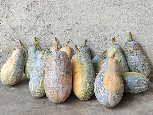 Eine Gruppe von Zucchini ist an einer Wand aufgereiht.