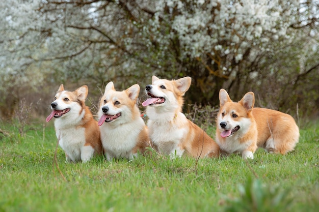 Eine Gruppe walisischer Corgi-Hunde auf einem Frühlingsspaziergang im Gras