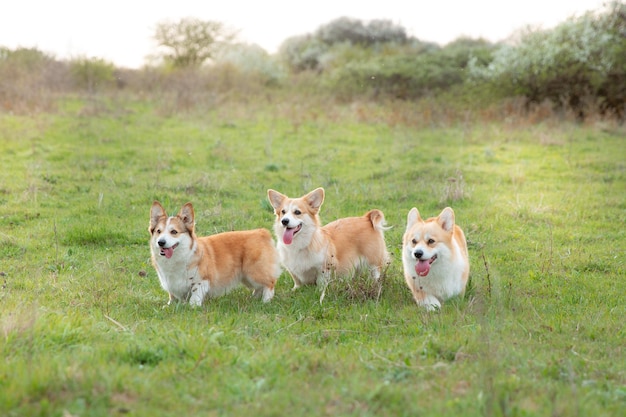 Eine Gruppe walisischer Corgi-Hunde auf einem Frühlingsspaziergang im Graslaufen