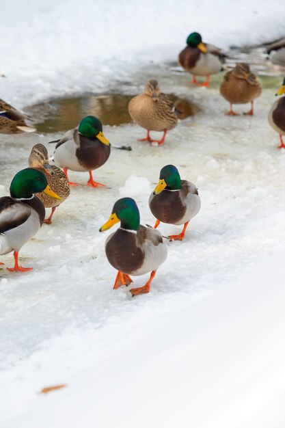 Foto eine gruppe weiblicher und männlicher enten auf dem schnee in der nähe eines gefrorenen flusses in einem park im winter