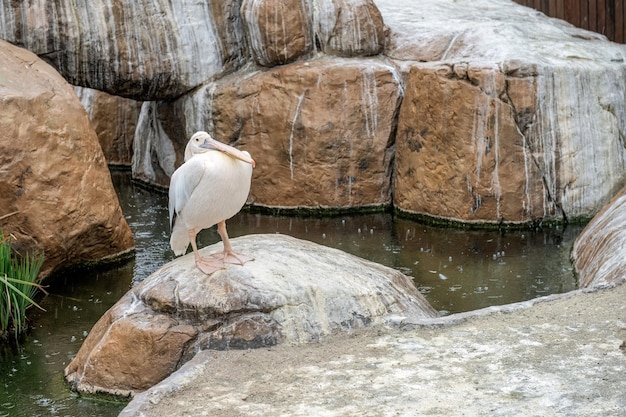 Eine Gruppe weißer Pelikane sitzt am Wasser auf Felsen