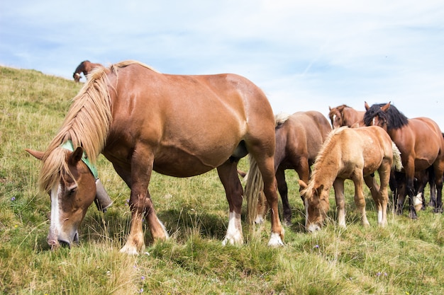 Eine Gruppe wilder Pferde, die zusammen in den Bergen weiden lassen