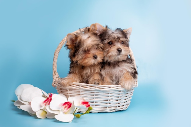 Eine Gruppe Yorkshire-Terrierhunde, die in einem Korb auf einem blauen Hintergrund sitzen