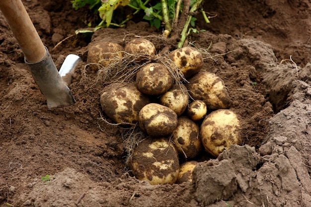 Foto eine gute kartoffelernte vor dem hintergrund einer schaufel