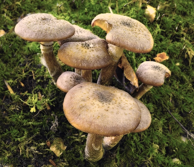 Eine häufige Pilzart, die in grünem Gras im Freien auf einem Rasen in der Natur wächst Ein Bündel oder eine Gruppe invasiver Pilze Armillaria Borealis in einem Wald oder Hinterhof in der Umgebung