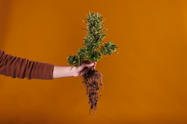 Eine Hand, die eine Marihuana-Pflanze mit Wurzeln auf orangefarbenem Hintergrund hält