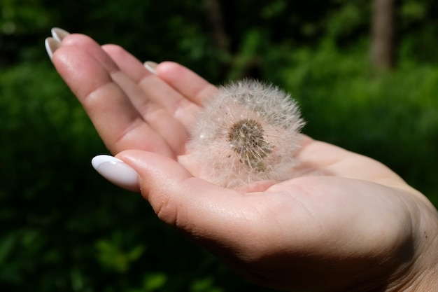 Eine Hand, die einen Pusteblumenlöwenzahn hält. Foto in hoher Qualität