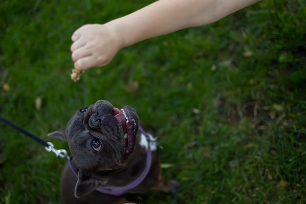 Eine Hand, die einer französischen Bulldogge Essen hinhält, schaut auf ein Stück Essen und öffnet seinen Mund