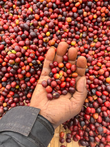 Eine Hand, die Kaffeekirschen hält und zeigt, die in einem Garten in der Sonne trocknen In Äthiopien bauen und trinken die Menschen den Kaffee, den sie in ihrem Garten anbauen Gartenkaffee ist eine äthiopische Tradition