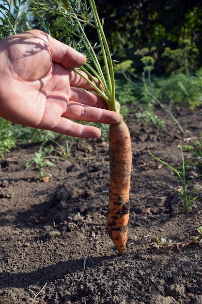 Eine Hand hält eine junge lange Karotte auf trockenem Boden vertikal Nahaufnahme