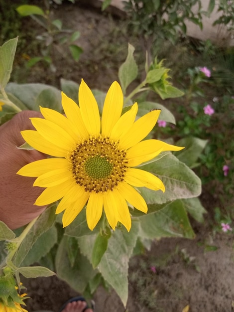Eine Hand hält eine Sonnenblume mit einem grünen Blatt in der Mitte.