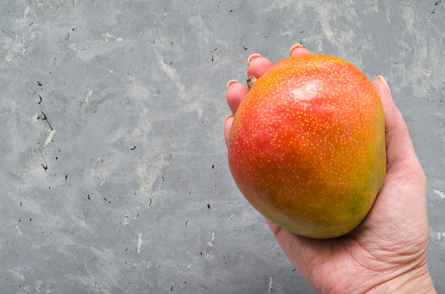 Eine Hand hält reife saftige Früchte der brasilianischen Mango