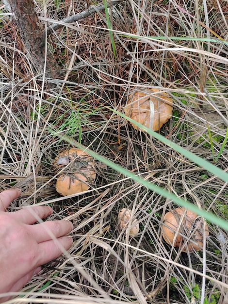 Eine Hand harkt mehrere braune essbare Pilze im trockenen Gras