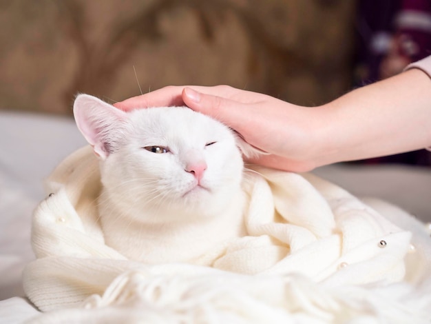 Eine Hand streichelt eine schöne weiße Katze Das Konzept der Pflege von Haustieren