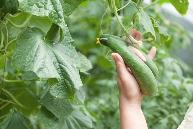 Eine Hand zupft grüne reife Gurken. Das Konzept der Landwirtschaft und Ernte