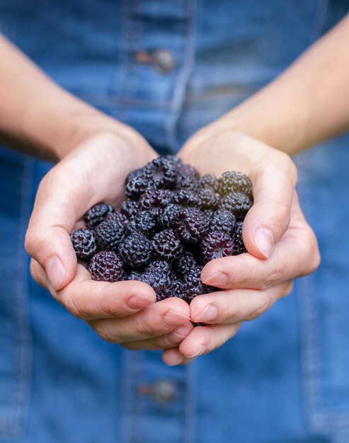 eine Handvoll Brombeeren in den Händen eines Mädchens