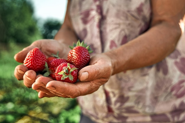 Eine Handvoll frische Erdbeeren in Frauenhänden