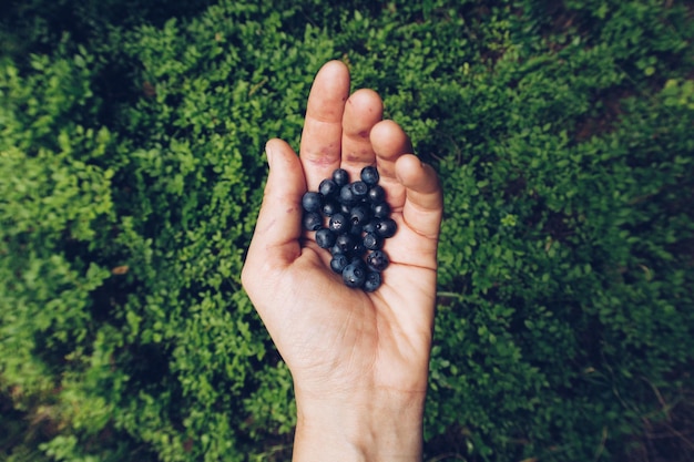 Eine Handvoll Heidelbeeren Touristische Hand, die einen Haufen Beeren hält Foto Nahaufnahme von Hand und frischen Beeren mit moosigem Hintergrund