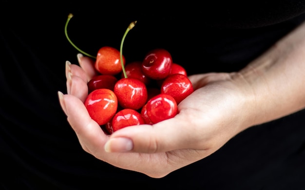 Eine Handvoll reifer Kirschen in der Hand, frisch gepflückt aus einem Bio-Garten Eine Hand hält ein Bündel