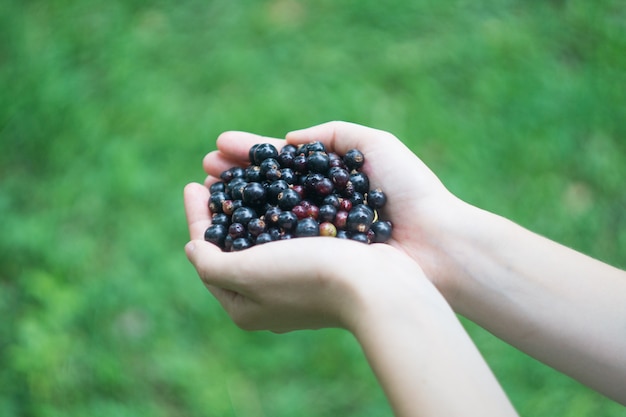 Eine Handvoll reifer Waldschwarzer Johannisbeere (Brombeere) in den Händen