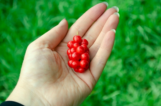 Eine Handvoll rote Zitronengrasbeeren in Ihrer Handfläche. Eine kleine Handvoll reifes rotes Zitronengras in Ihrer Handfläche in einer neutralen Unschärfe