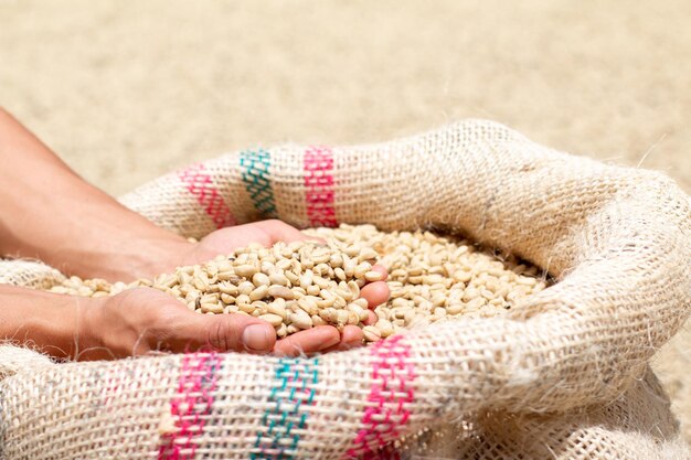 Eine Handvoll trockenen Kaffee aus einem Sack nehmen. Kolumbianischer Kaffee von guter Qualität