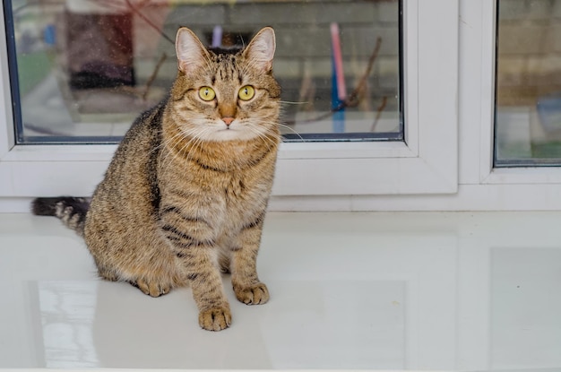 Eine Hauskatze, die auf einem Fensterbrett sitzt und in die Kamera schaut