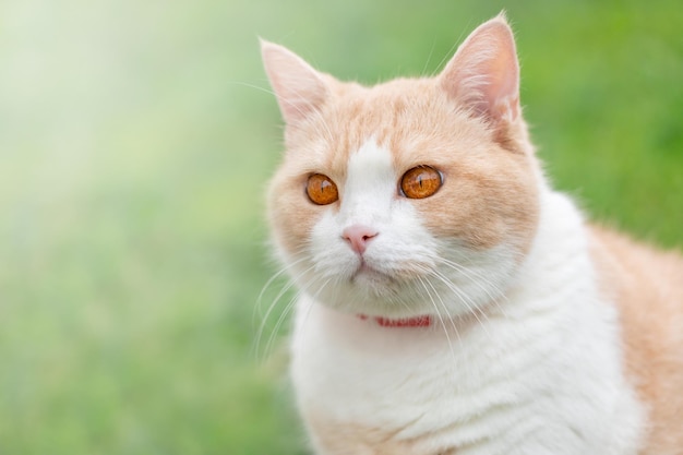 Foto eine hauskatze isst gras in der natur schottisch gerader weiß rot haustier