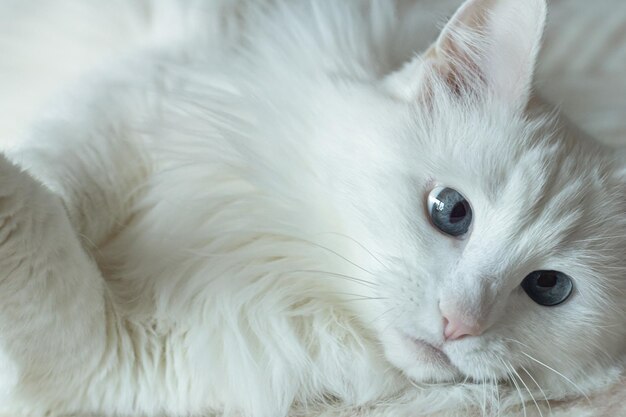 Eine Hauskatze Portrait Eine weiße flauschige reinrassige Katze Haustiere