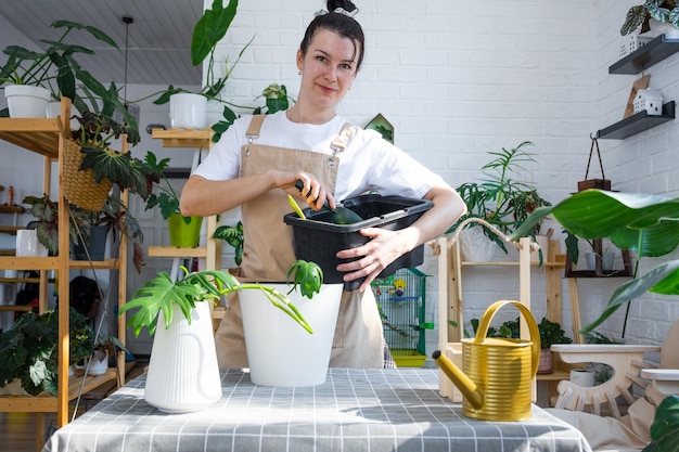 Eine heimische Philodendron-Pflanze in einen neuen Topf im Innenbereich umtopfen. Frau gießt Erde in einen Topf und pflegt einen irdenen Klumpen mit Wurzeln in einer Topfpflanze