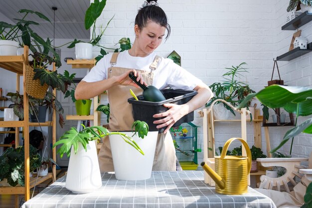 Eine heimische Philodendron-Pflanze in einen neuen Topf im Innenbereich umtopfen. Frau gießt Erde in einen Topf und pflegt einen irdenen Klumpen mit Wurzeln in einer Topfpflanze