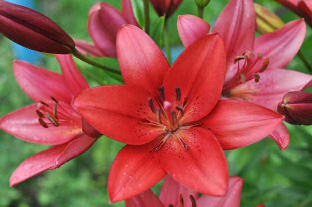 Eine helle Lilienblume blühte in der Sonne.