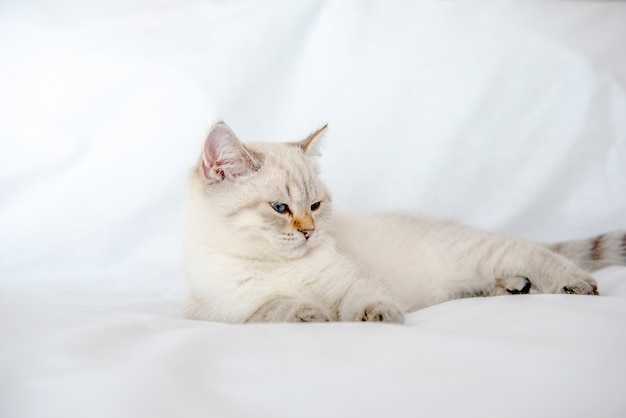 eine hellgraue Katze liegt auf einem Bett auf einem weißen Laken