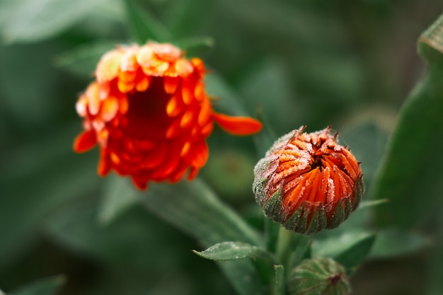 Eine hellorangefarbene Ringelblumenblume gegen eine grüne Oberfläche wird mit Reif zu Beginn des Winters, Nahaufnahme bedeckt