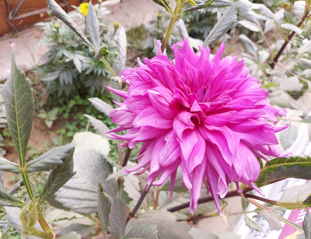 Foto eine hellrosa blume mit grünem stiel und blättern.