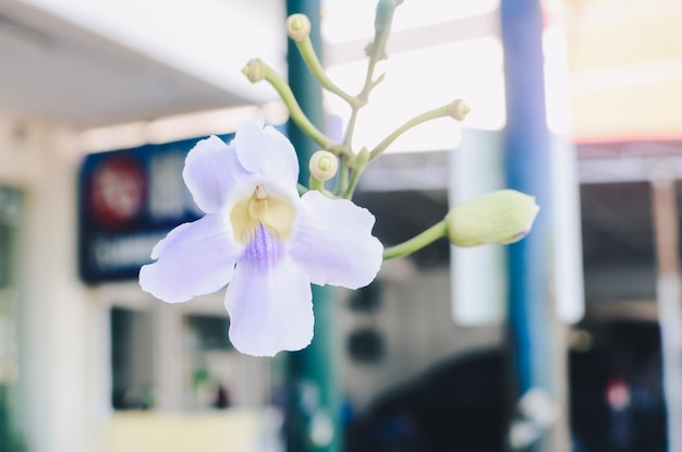 Eine hellviolette Orchidee blüht