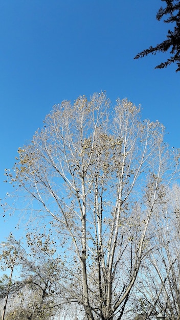 Eine Herbstszene mit einem fast weißen Baum mit hohen Ästen und einem klaren blauen Himmel im Kontrast