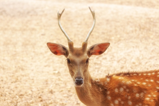 Eine Herde der beschmutzten Rotwild im Bauernhof