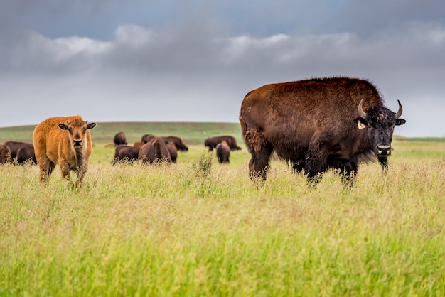 Eine Herde des Ebenenbisonbüffels mit einem Babykalb, das in einer Weide in Saskatchewan, Kanada weiden lässt