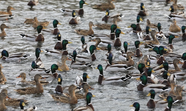 eine Herde Enten in kaltem Wasser