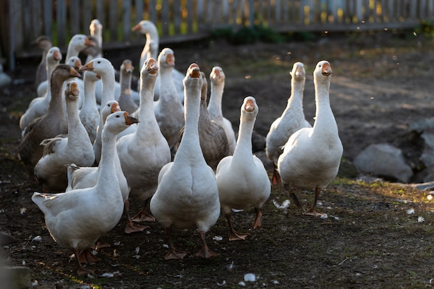 Eine Herde Gänse geht auf dem Hof im Dorf spazieren