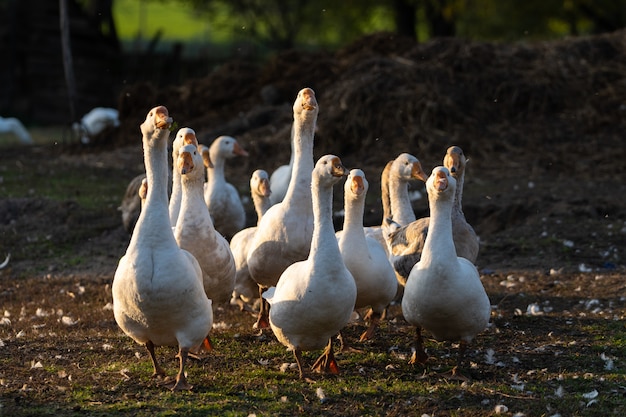 Eine Herde Gänse geht auf dem Hof im Dorf spazieren