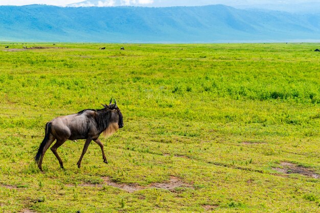 Eine Herde Gnus im Ngorongoro Conservation Area, Tansania.