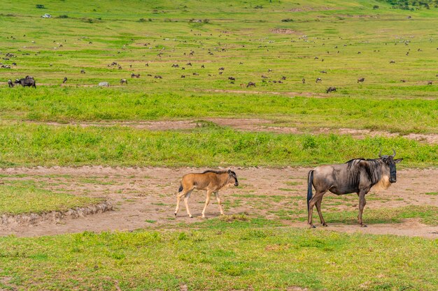 Eine Herde Gnus im Ngorongoro Conservation Area, Tansania.