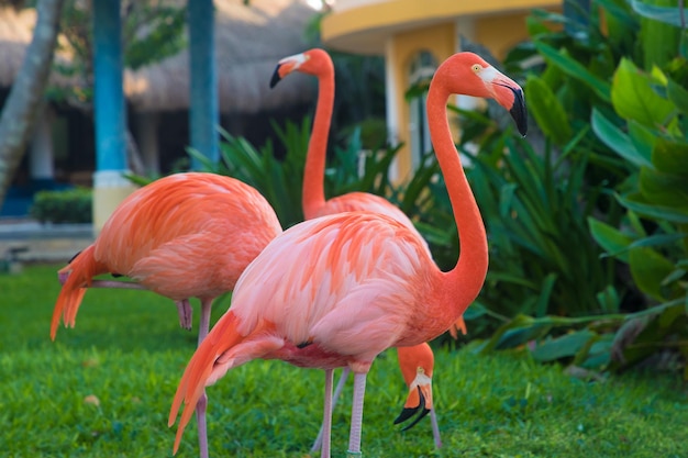 Eine Herde karibischer Flamingos, die im Garten spazieren gehen