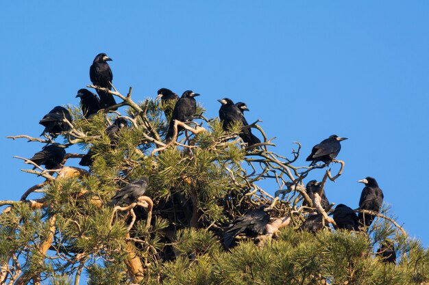 Eine Herde Krähen auf Kiefern