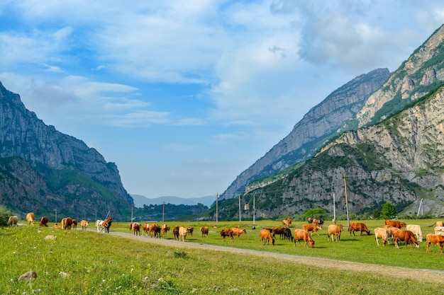Eine Herde Kühe weidet auf einer Wiese in der Nähe der Berge dunkel hellbraune und hellbeige Kühe In der Nähe gibt es eine Landstraße und eine elektrische Hochspannungsleitung