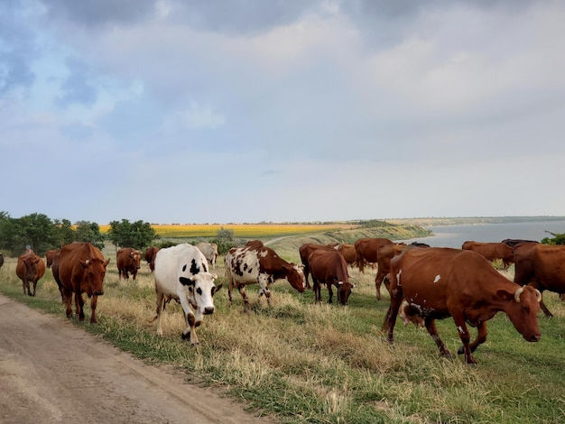 Eine Herde Kühe weidet frei auf der Grastierhaltung