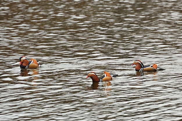 Eine Herde Mandarinenten schwimmt in einem Teich.